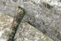 Je lui ai mangé tous ses lézards